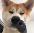 Thọ
