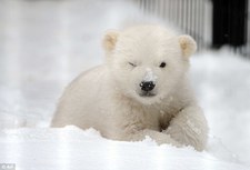 Isabelle