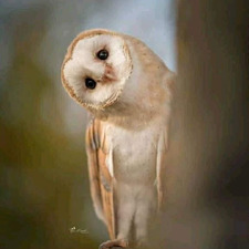 احمد الكناني