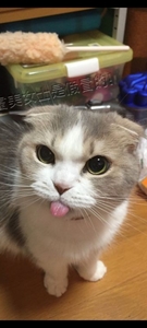 As necessary as bread