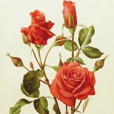 rose