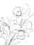Daffodille