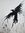 Crow | 63 comments