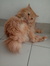 Hanis