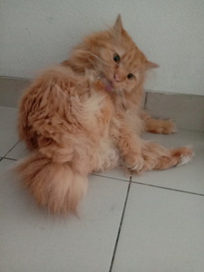 Hanis