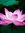 Xiti L