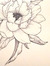 Dolly