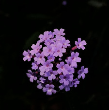Hodan Ibrahim
