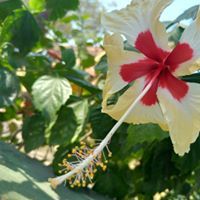 അലൻ വർക്കി