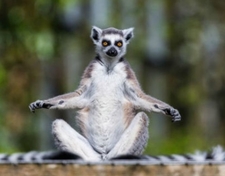 Zen Lemur