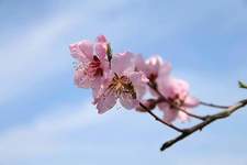 كوثر الخطيب