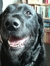 Jette