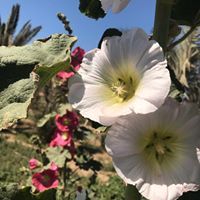 وردة الياسمين