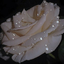 HaDeel A. Fay