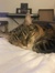 Amy