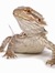 Lizard