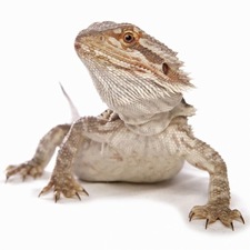 Lizard