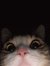 mitty