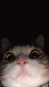 mitty