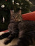 Hanna
