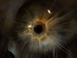 Scopic