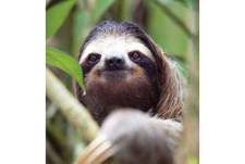 SlothDude3