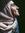 Zeina.H