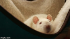 Rata2