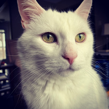 Rula
