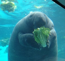 Kale Manatee