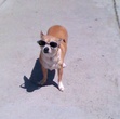 Dixie