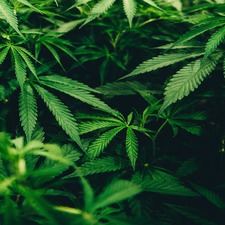 Bud Bud And Beyond