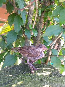 सम्झना घिमिरे