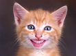 kool kat