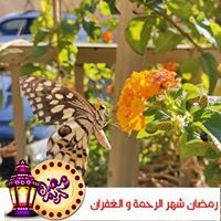Zeravan Khalid