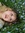 Rosaleen