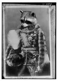 Mapache
