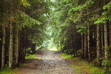 Forrest Capo