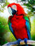Neel
