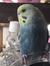 Ezzie