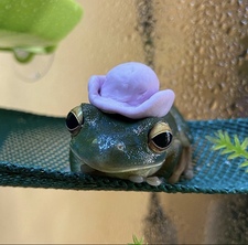 Ashley