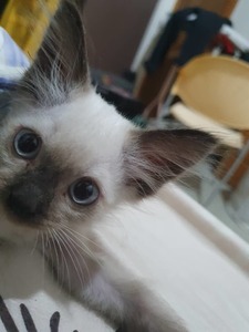 Hazril Wan