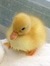 Diabolical Duckling