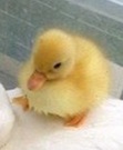 Diabolical Duckling