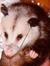 The Bibliopossum