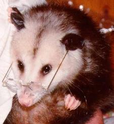 The Bibliopossum