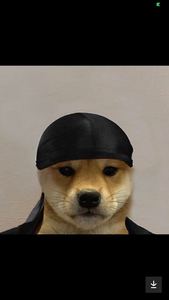 ʕ•́ᴥ•̀ʔっ