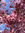 Lu | 6 comments