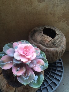 Dao Viet Hoa