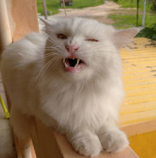 Nuha